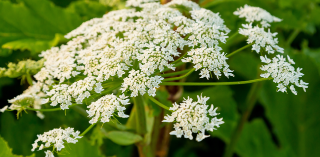 Invasive arter